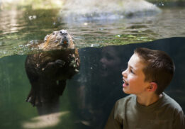 kids n critters northwest trek