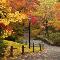 Brilliant red and gold fall foliage reflected in the pond at the Seattle Japanese Garden.