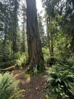 Tall tree surrounded by lush forest along the Al Emerson Nature Trail on Camano Island