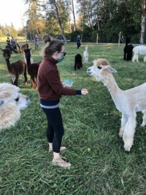 Woman feeding alpacas at a farm on Camano Island