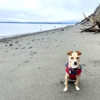 off leash beaches washington