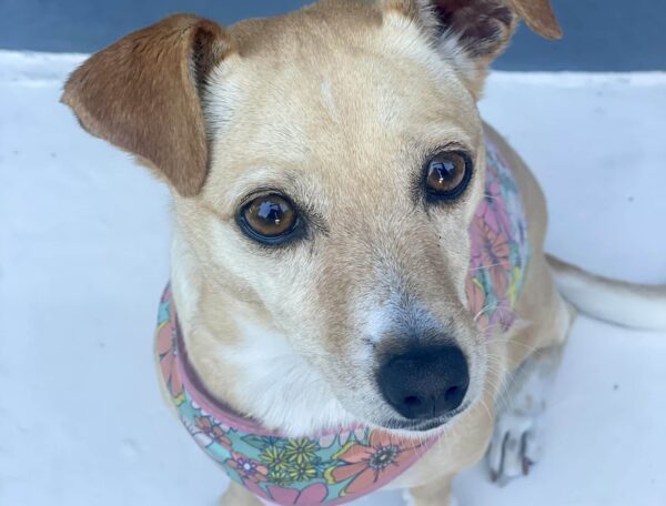 Puppy on leash standing on the deck of a Washington State Ferry