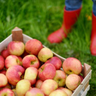 Crate of freshly picked apples on the ground with kids’ rain boots nearby during a Seattle-area apple picking trip
