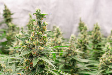 Premium cannabis plants for harvest in a greenhouse. Commercial cannabis cultivation. Cannabis cultivation for medical and commercial purposes