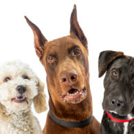 Dad Next Door: Leader of the pack