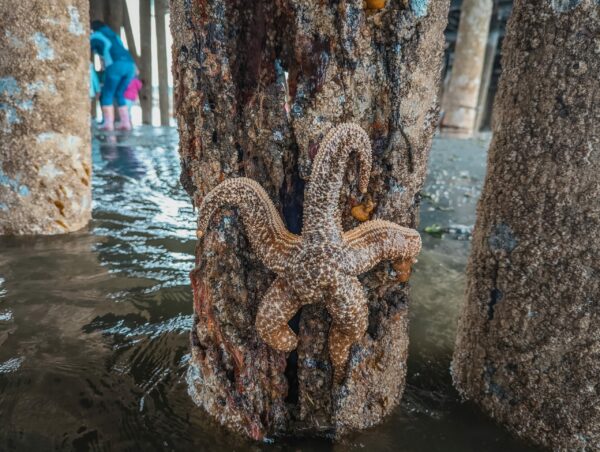 Kids explore low tide in the background as a mottled sea star clings to the ferry dock pilings at Brackett's Landing in Edmonds.