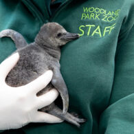 Zookeeper holds CALiente, a baby Humboldt penguin, at Woodland Park Zoo before her first swim