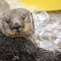 Seattle Aquarium southern sea otter Ruby