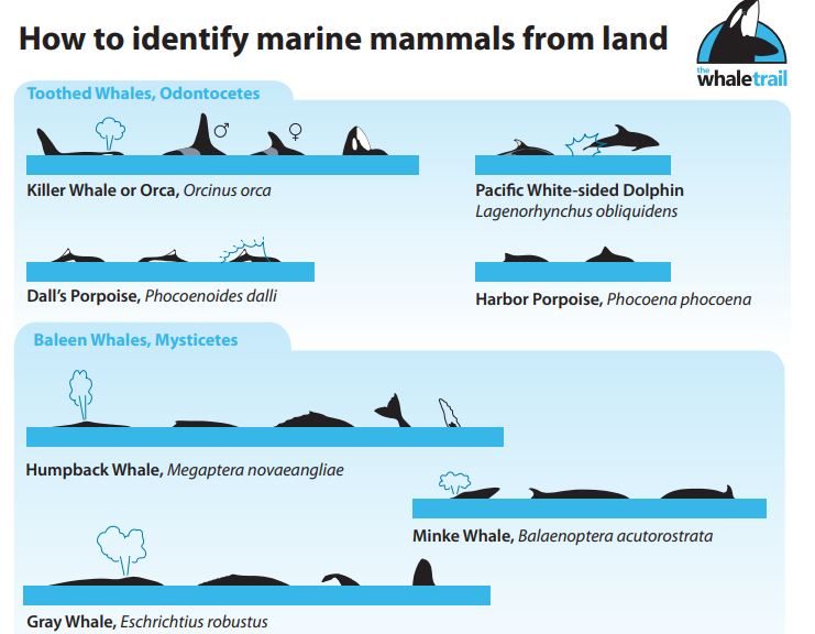 Learn about the different types of whales